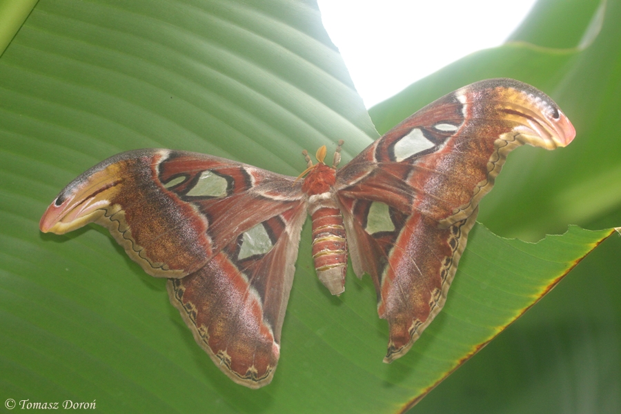 Atlas Moth (Attacus atlas)