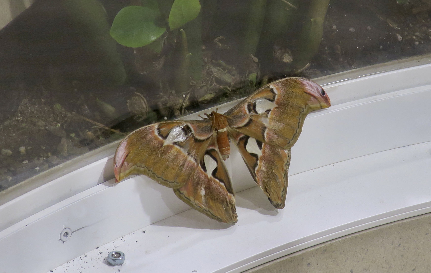Atlas Moth (Attacus atlas)