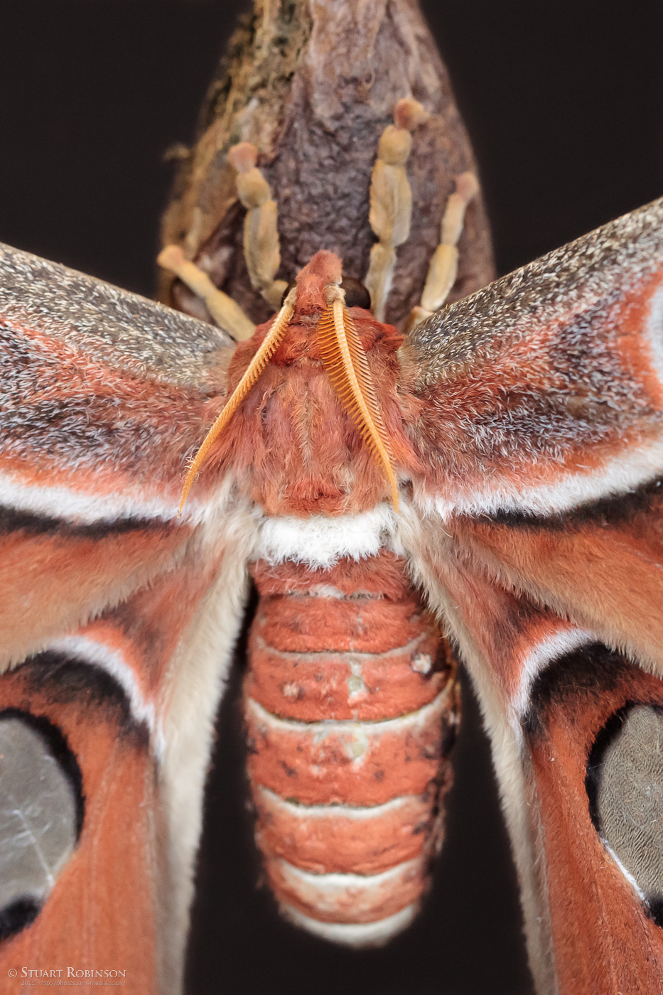 Atlas Moth - Butterfly Journey - 05/03/2011