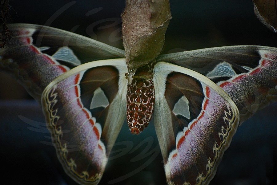 Atlas Moth Emerging