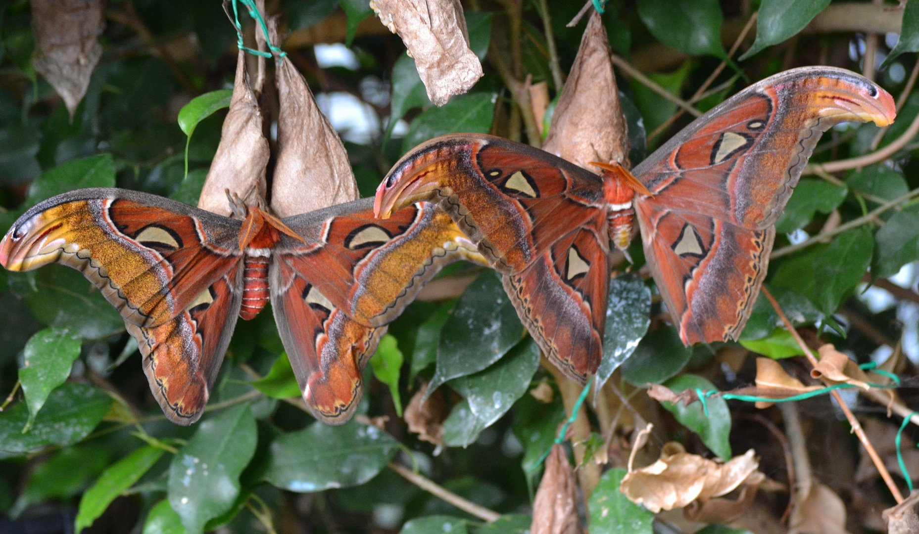 Atlas Moth - September 2016