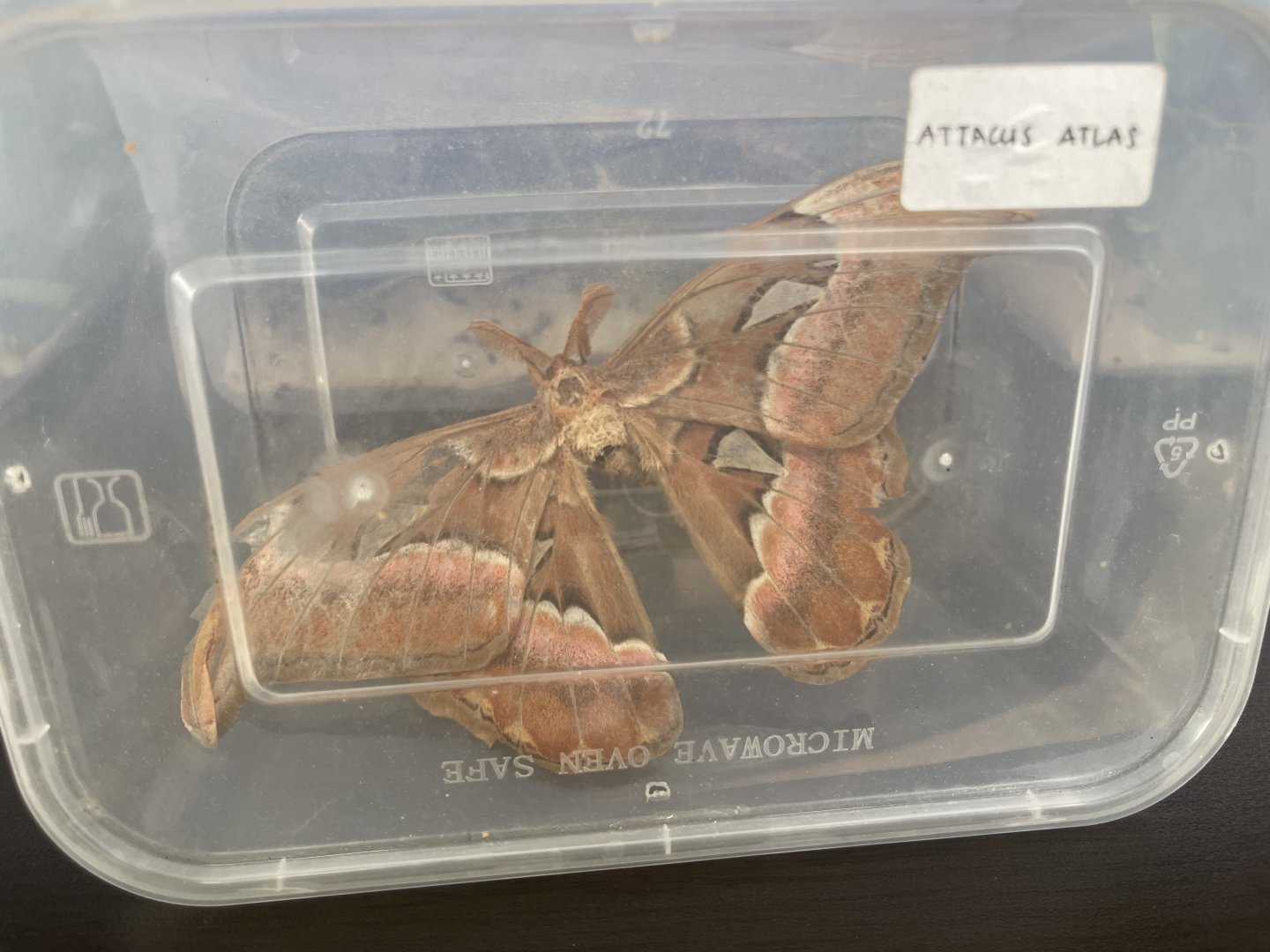 atlas moth specimen - aviary park
