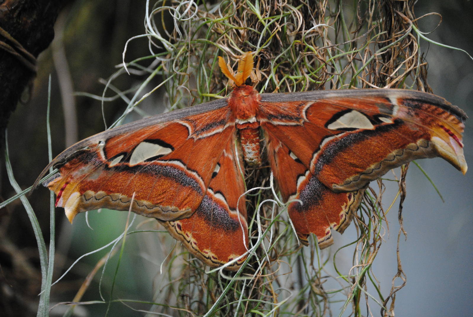 Atlas moth