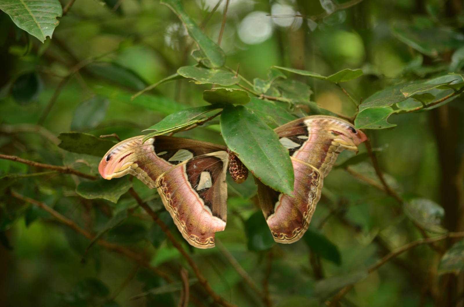 Atlas moth