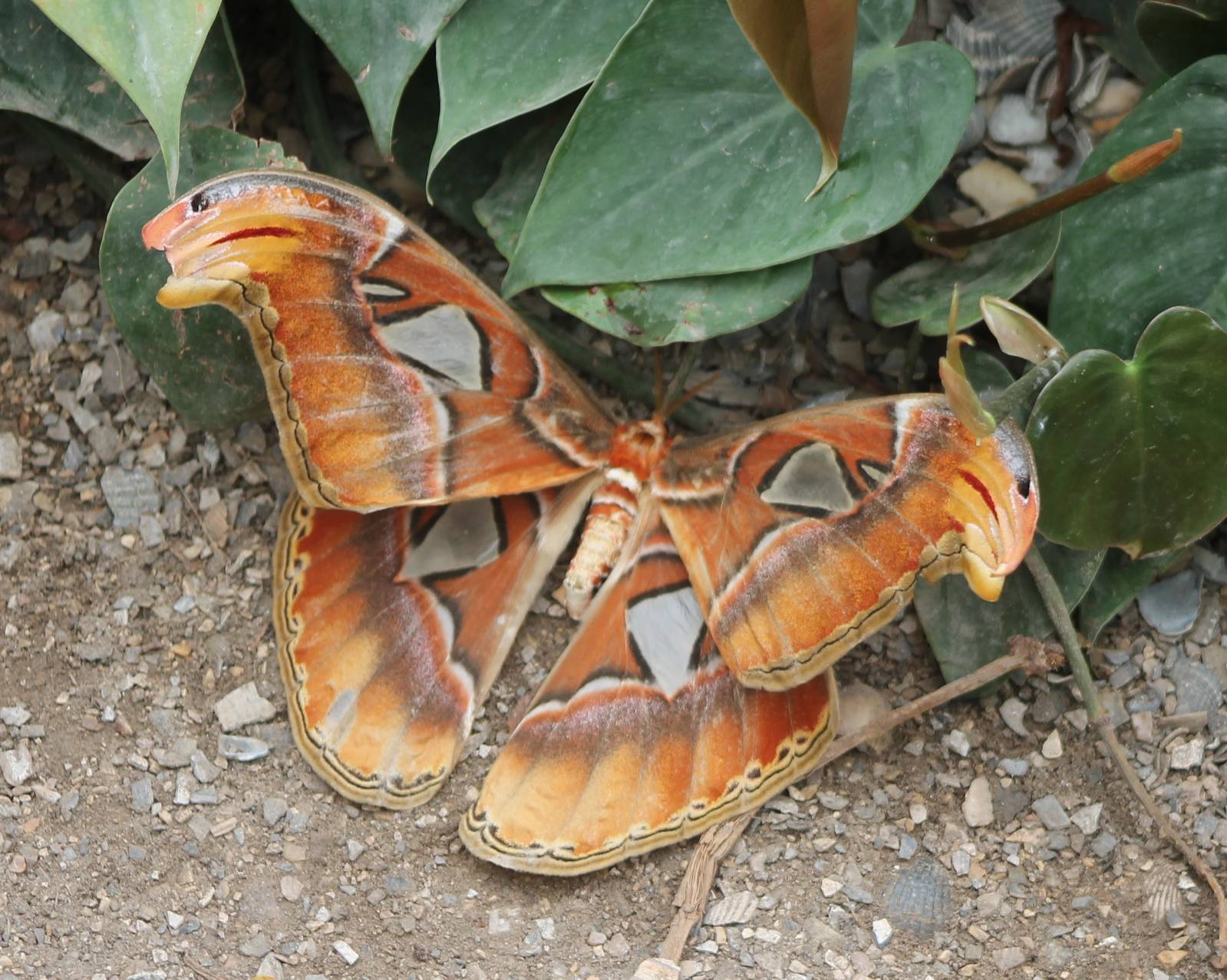 Atlas moth