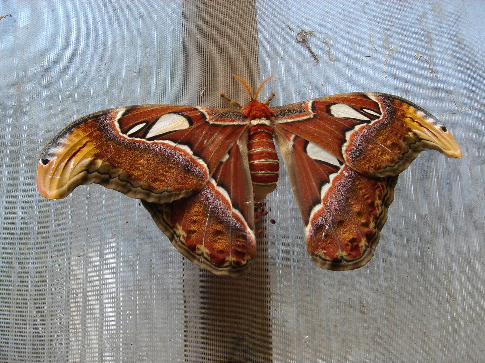 Atlas Moth