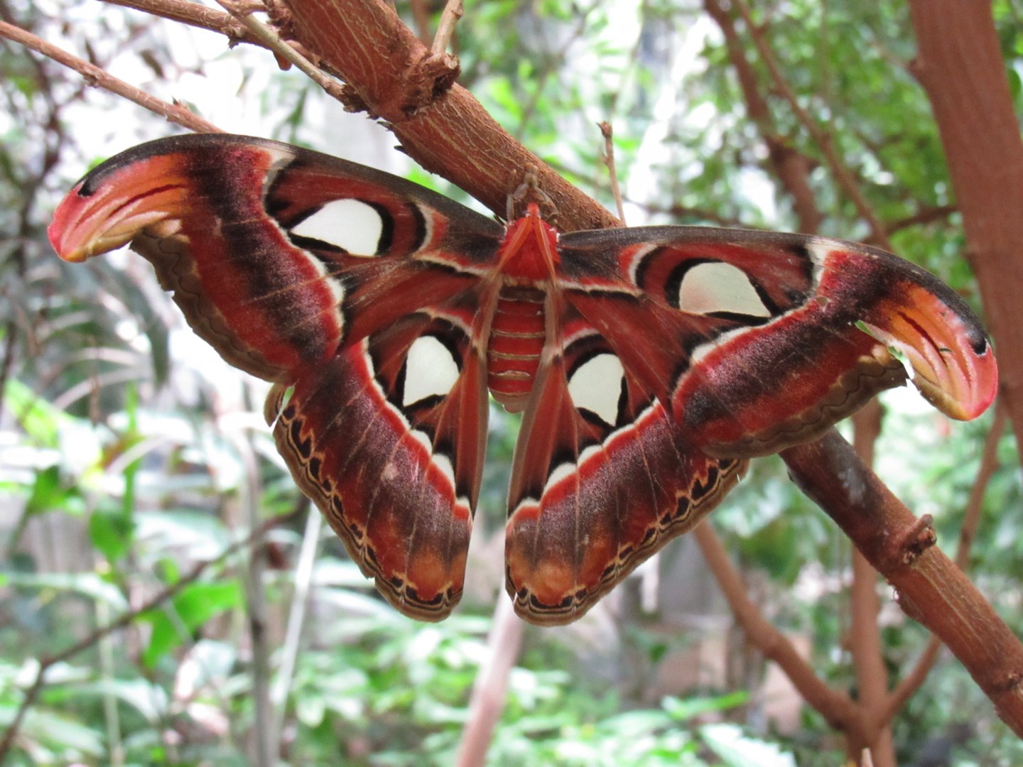 Atlas Moth