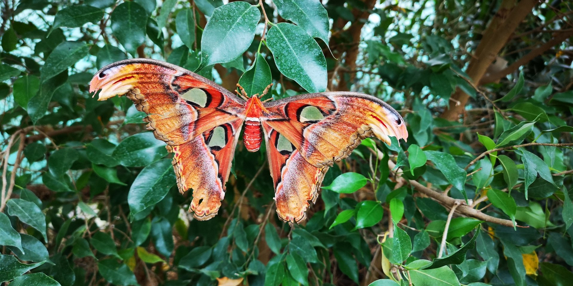 Atlas Moth