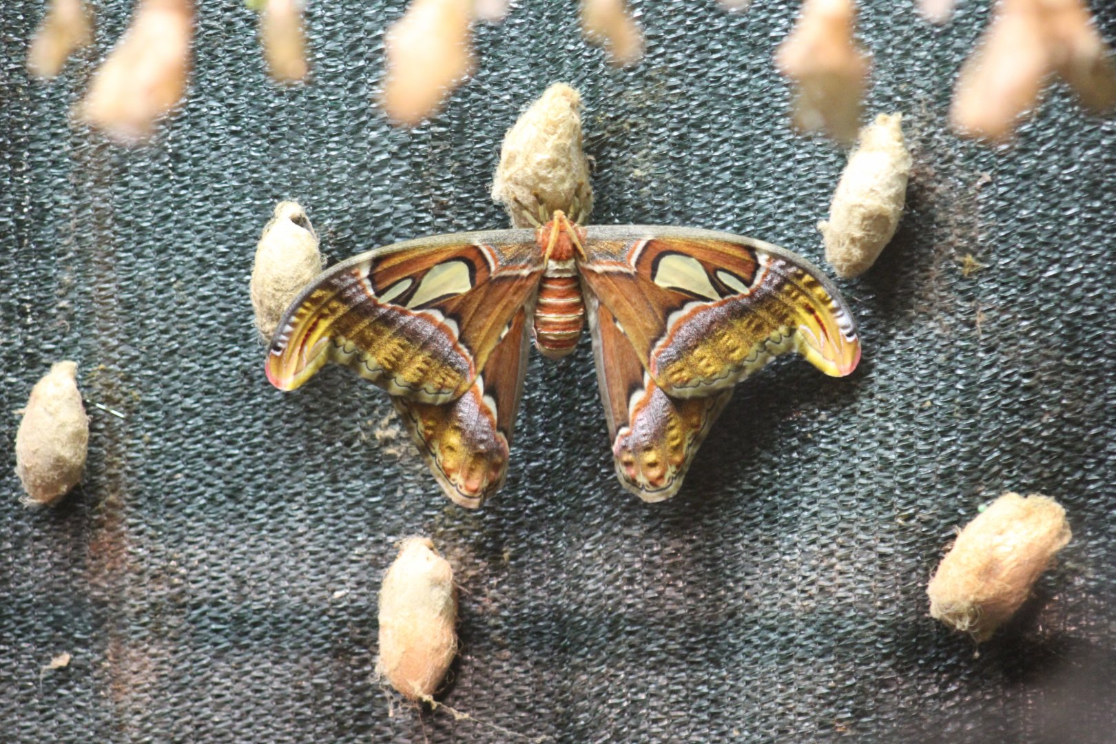 Atlas Moth