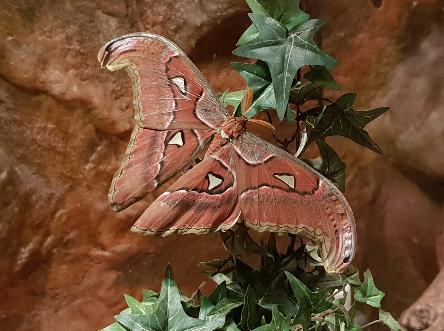 Atlas moth
