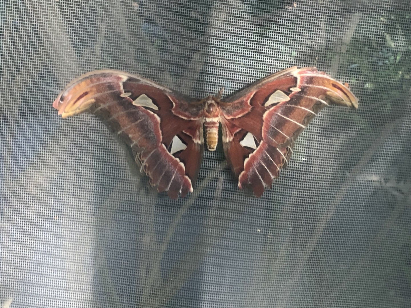 Atlas moth