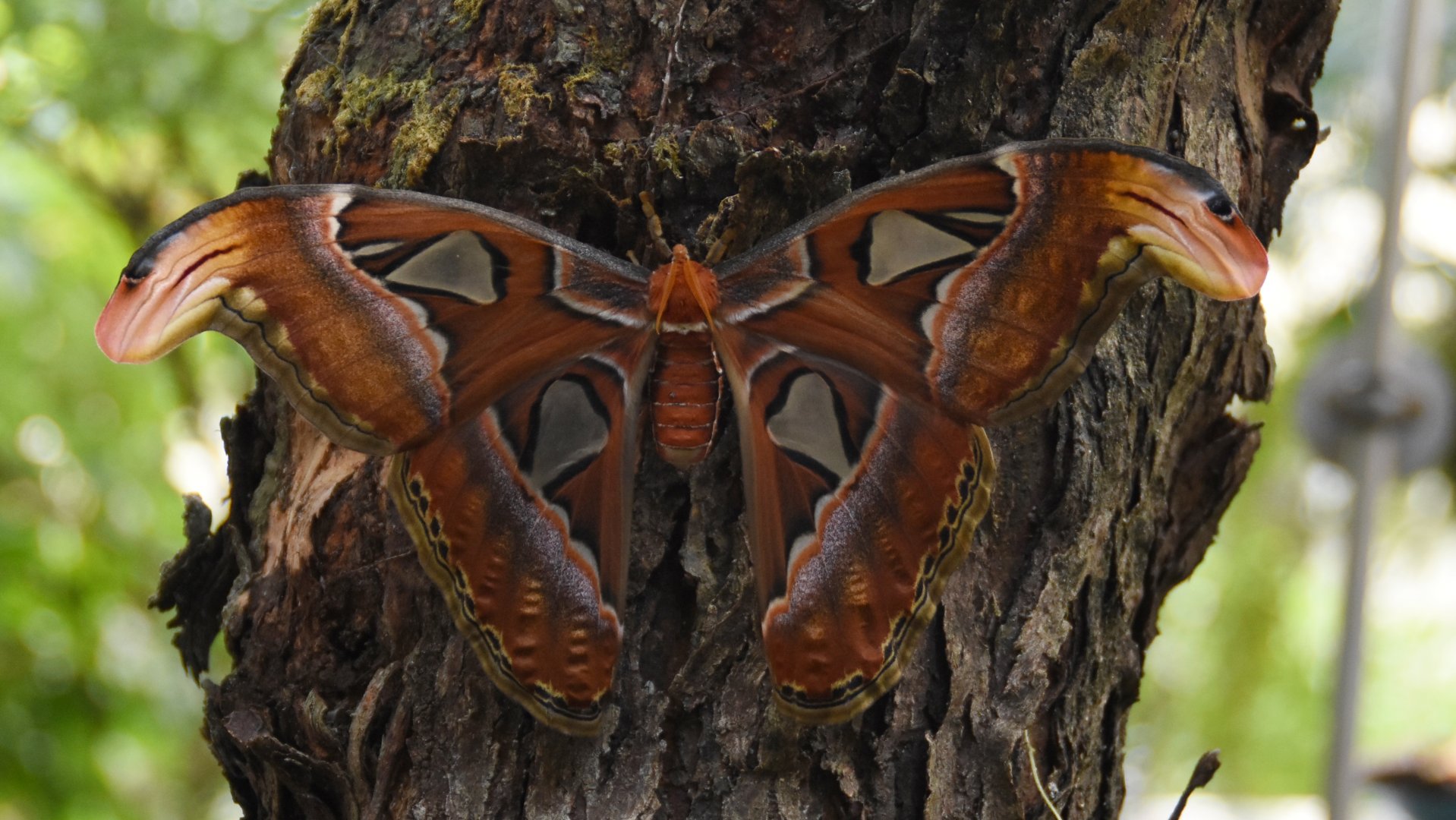 Atlas moth