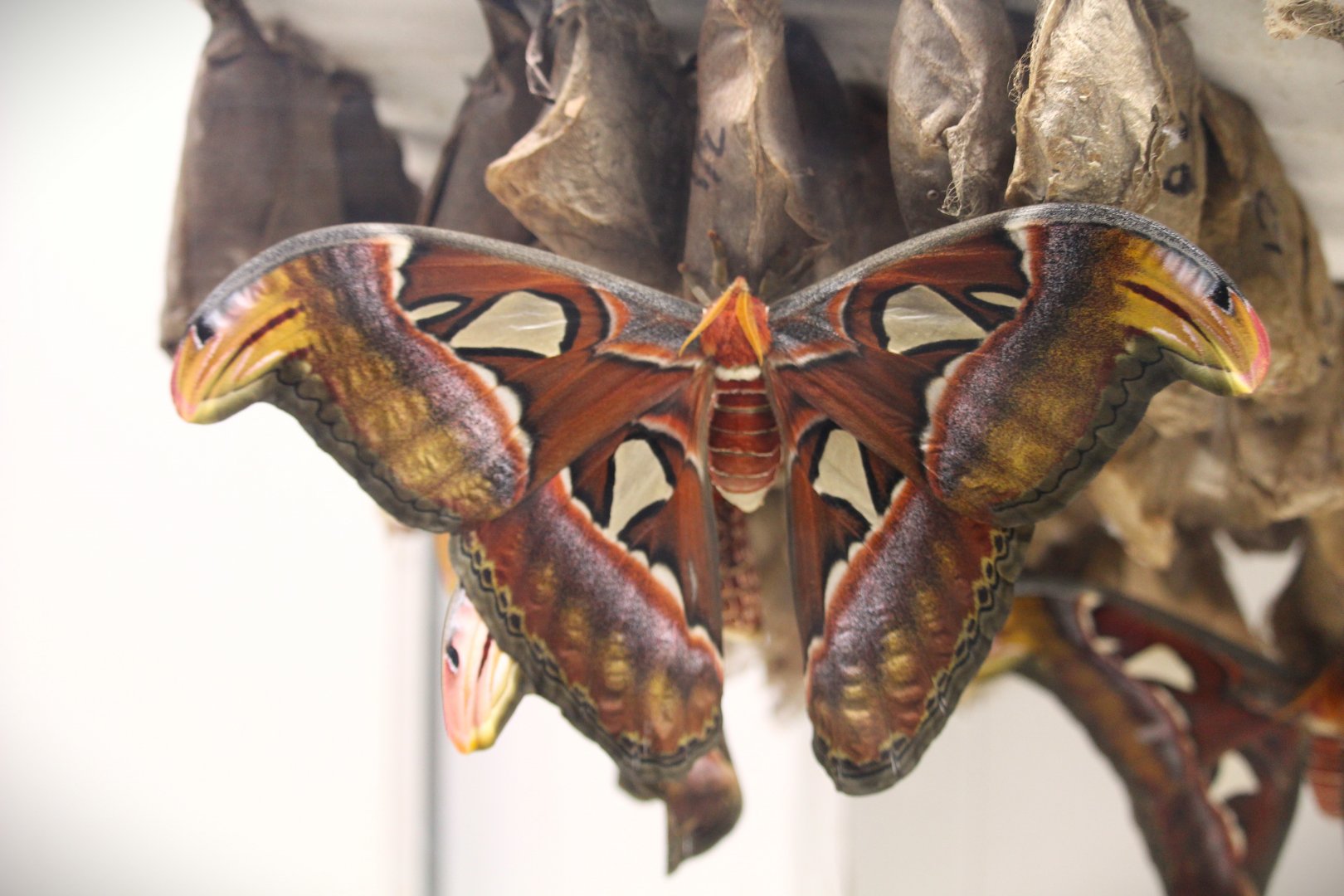 Atlas Moth