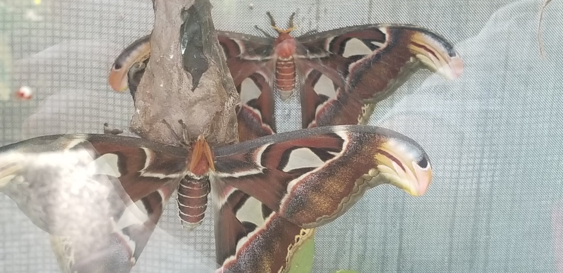Atlas Moth