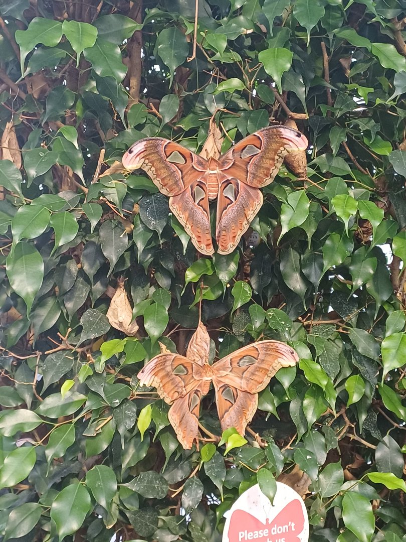 Atlas Moth
