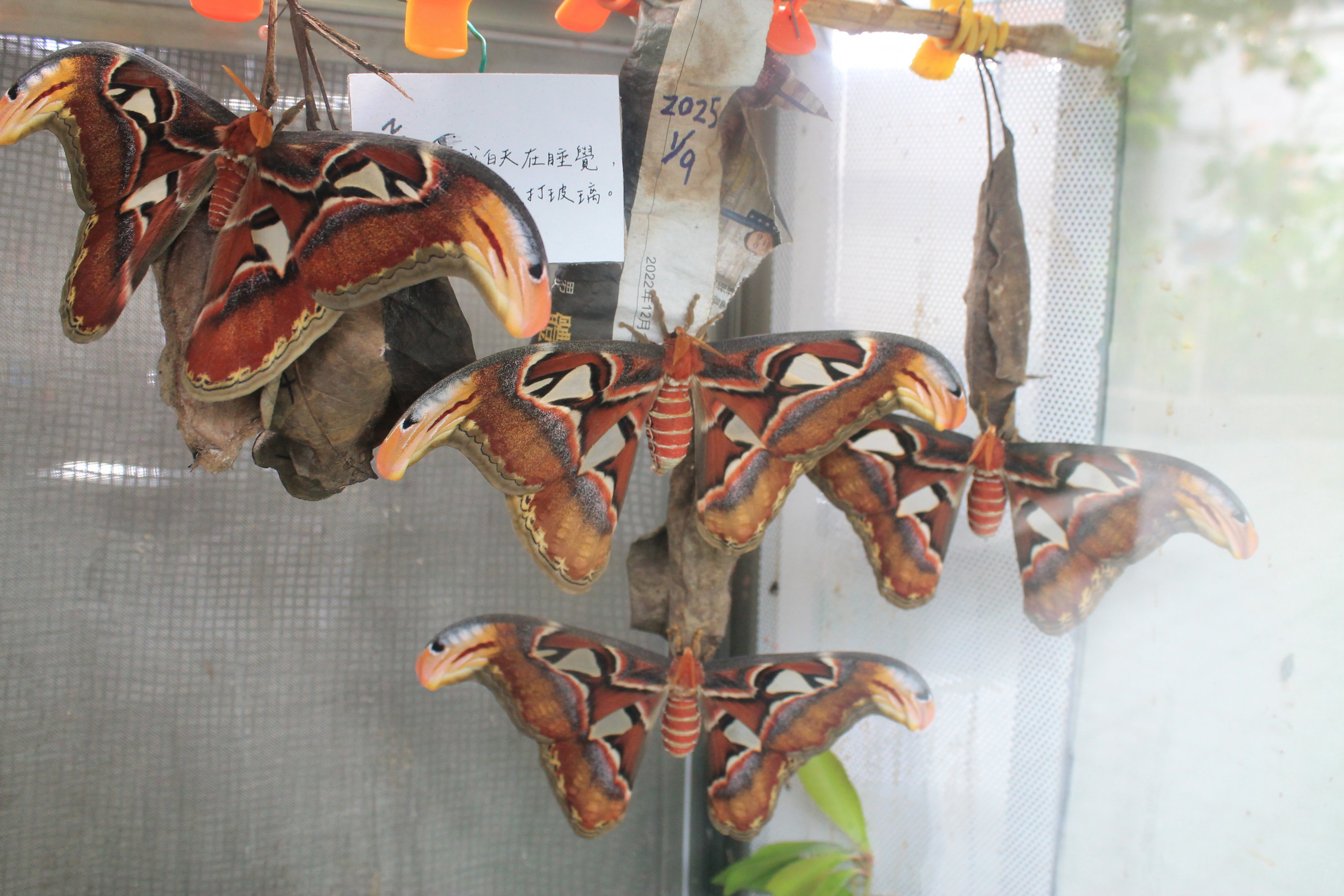 Atlas Moths (Attacus atlas)