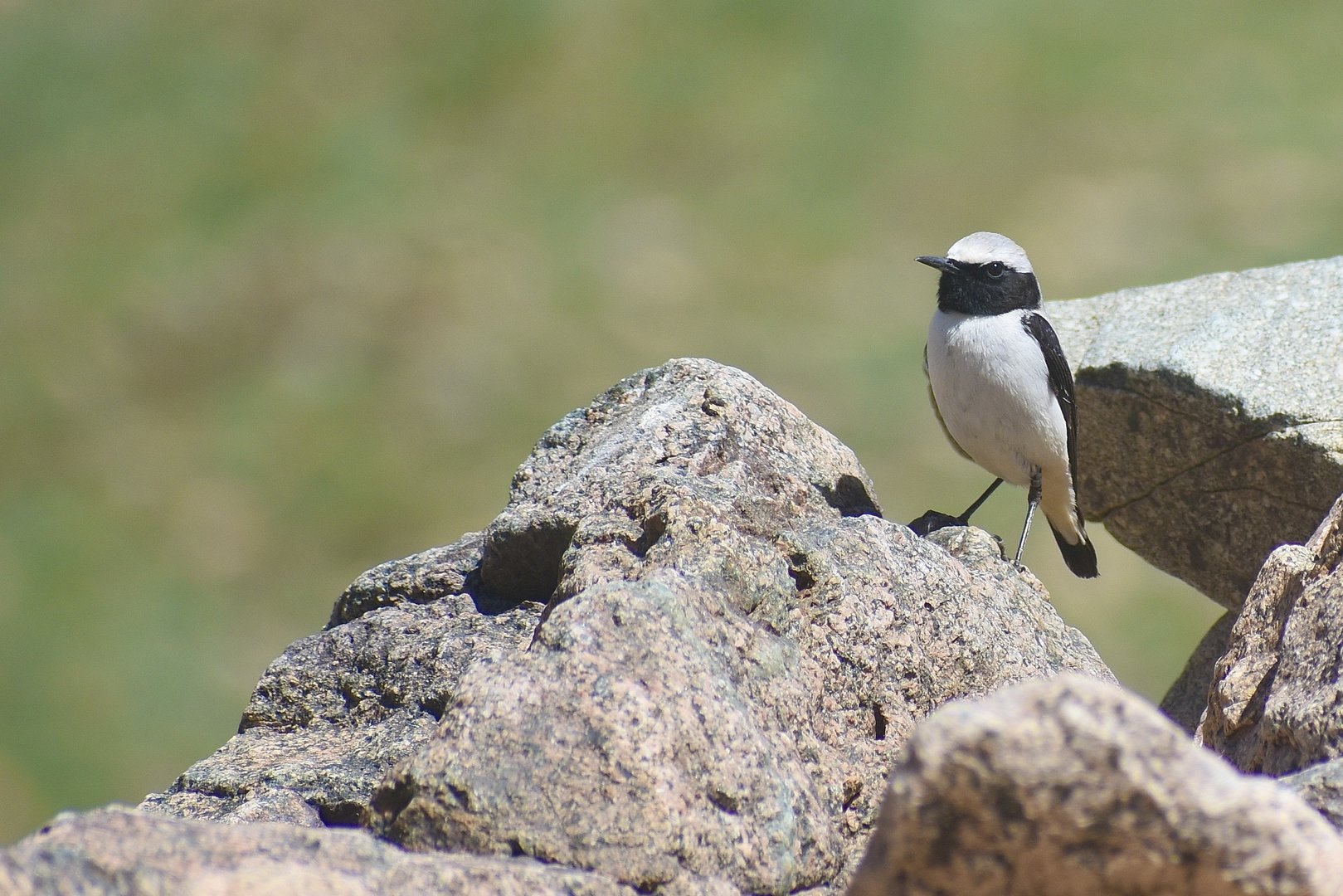 Atlas wheatear - (Vallée de l'Oukaïmeden)