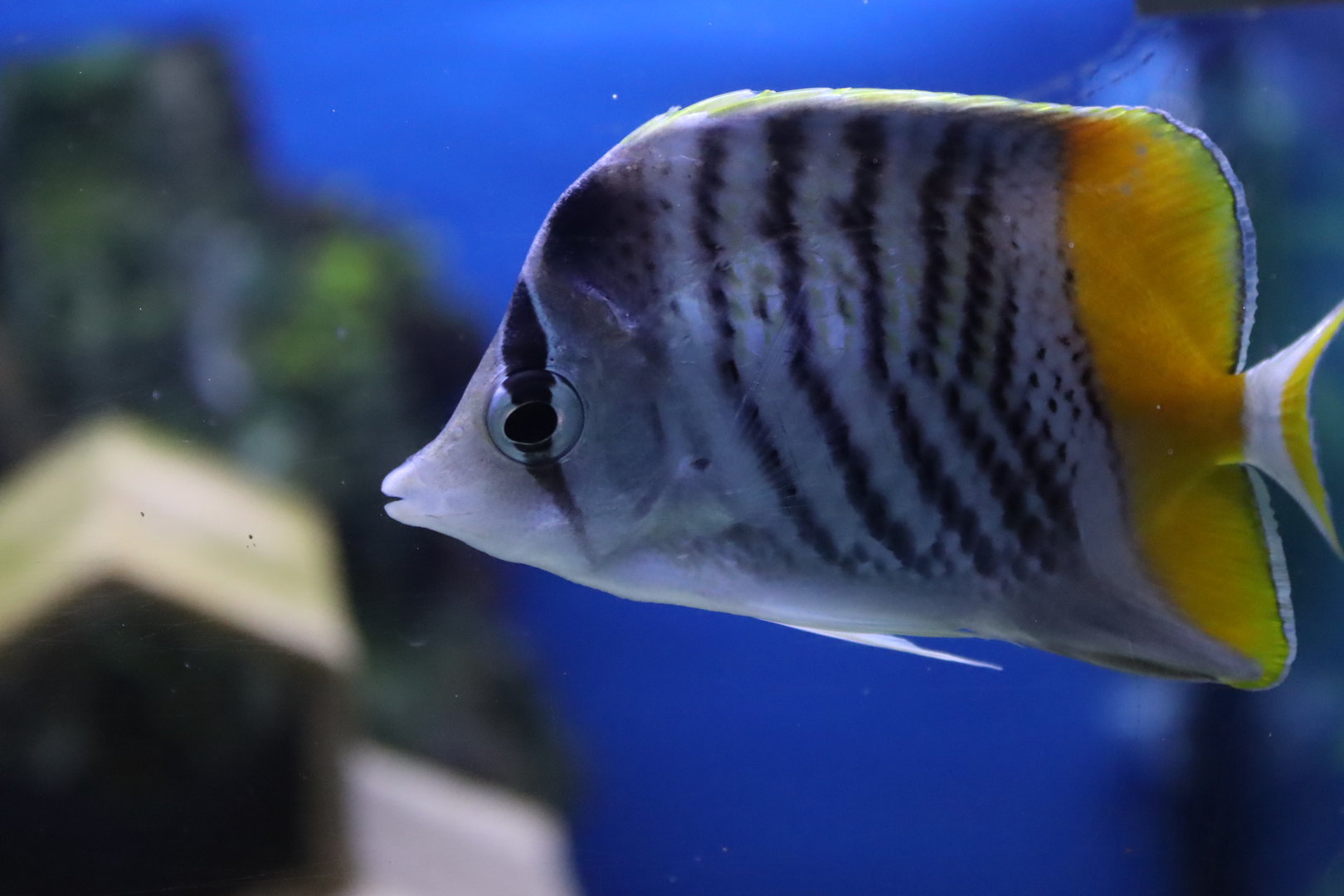 Atoll Butterflyfish