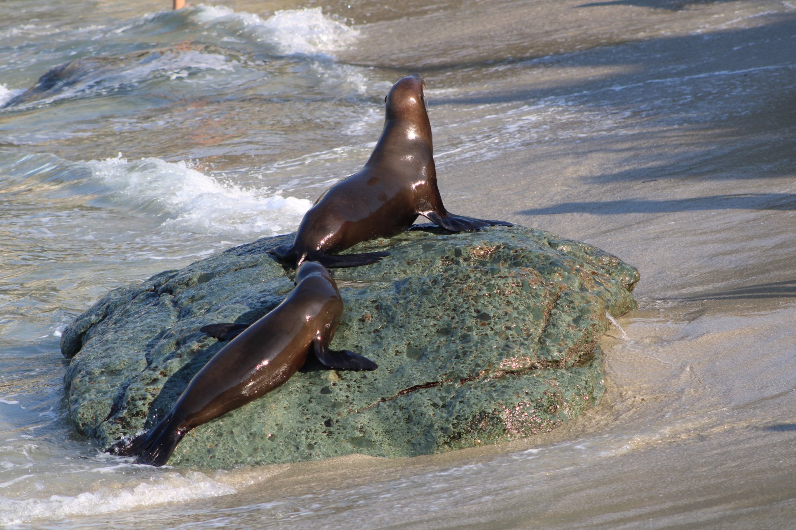 Atop the Greenish Rock (California Sea Lions)