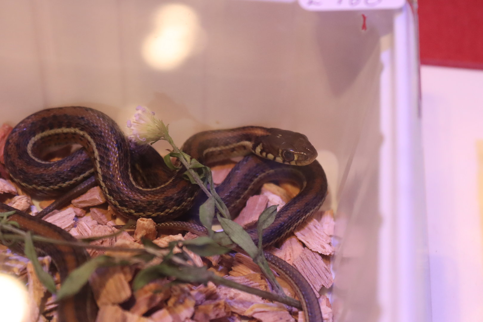 Atotonilco Gater Snake