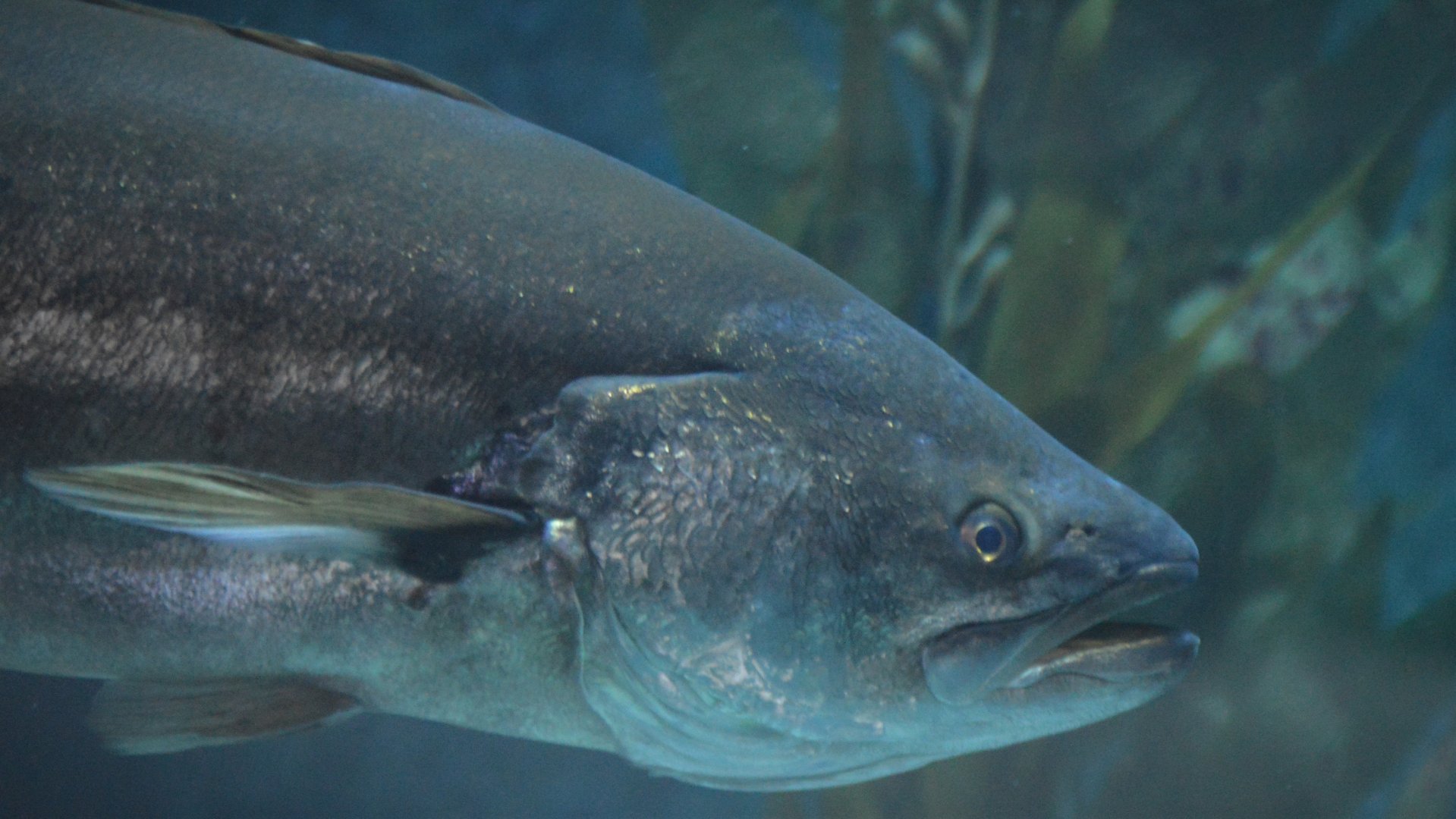 Atractoscion nobilis