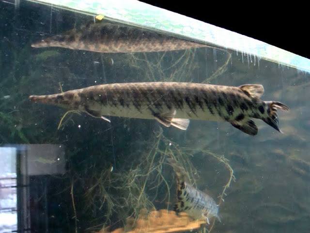 Atractosetus tristoechus