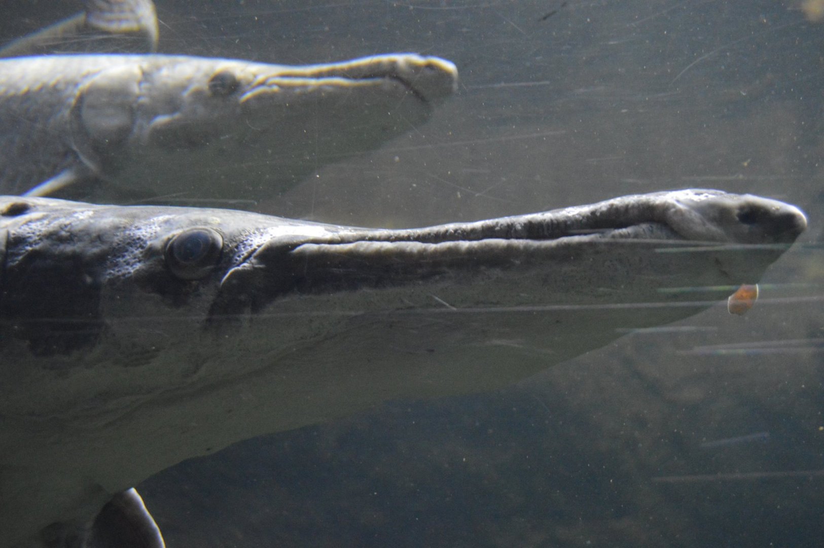 Atractosteus spatula