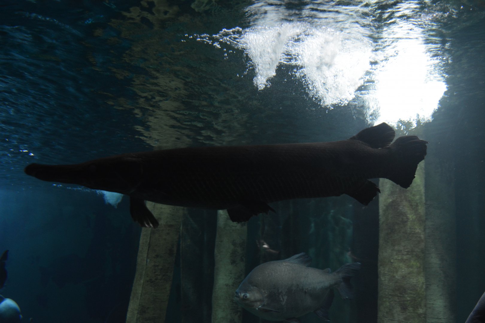 Atractosteus spatula