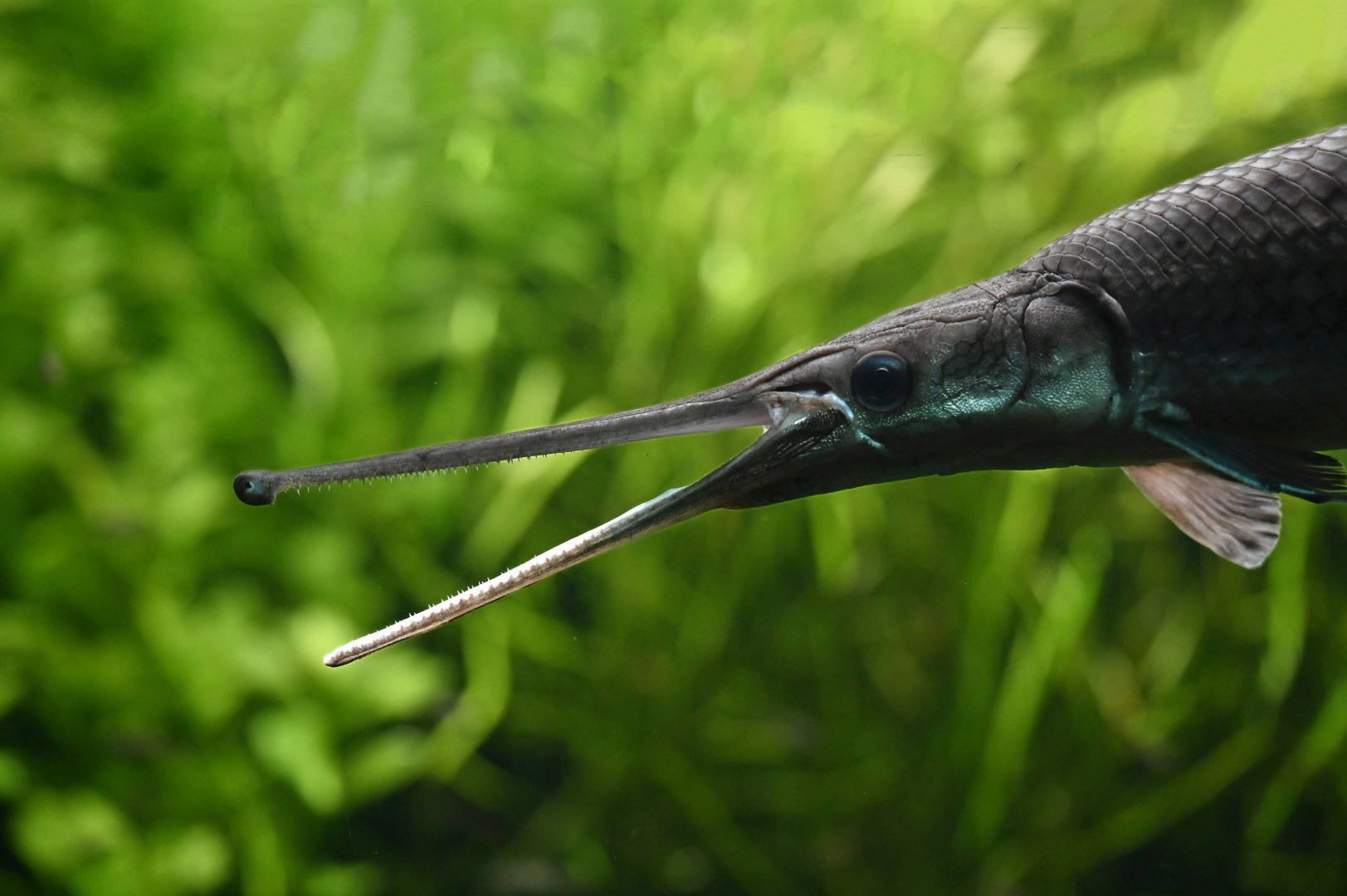 Atractosteus spatula