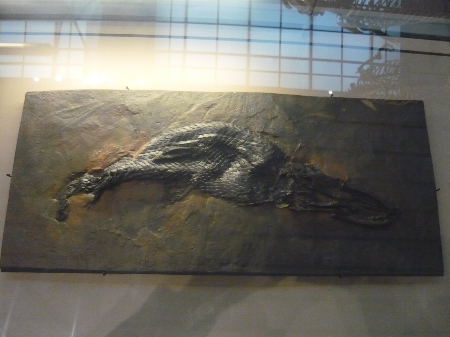 Atractosteus straussi