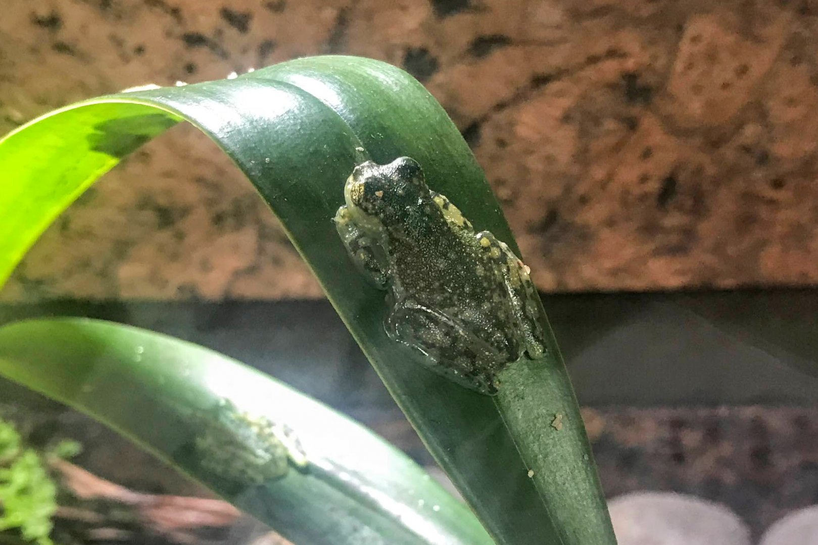 Atrato Glass Frog