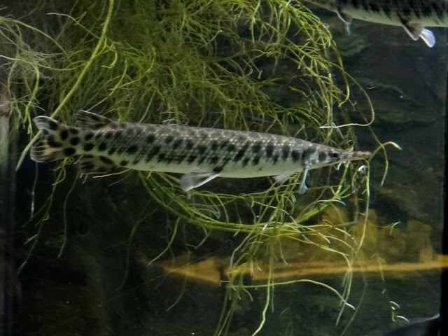 Atratosterus tristoechus