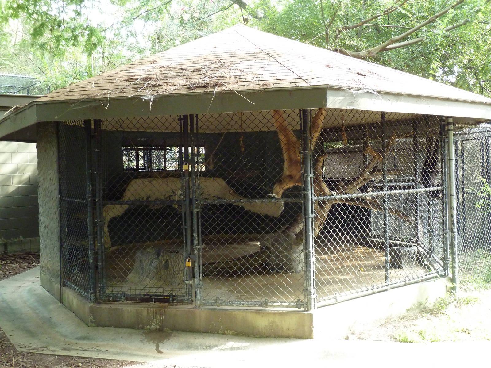 Atrocious White-Handed Gibbon Exhibit