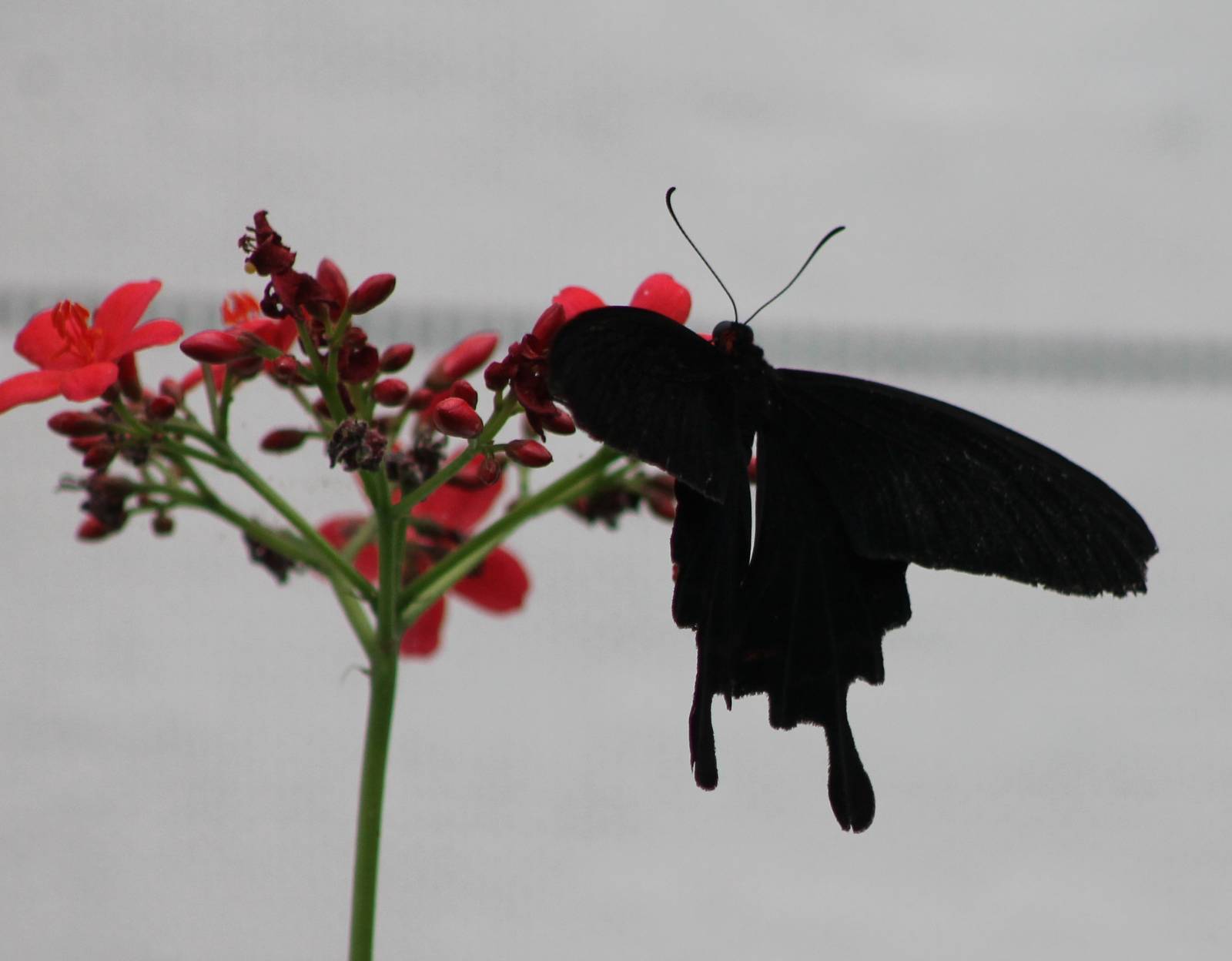 Atrophaneura kotzebuea