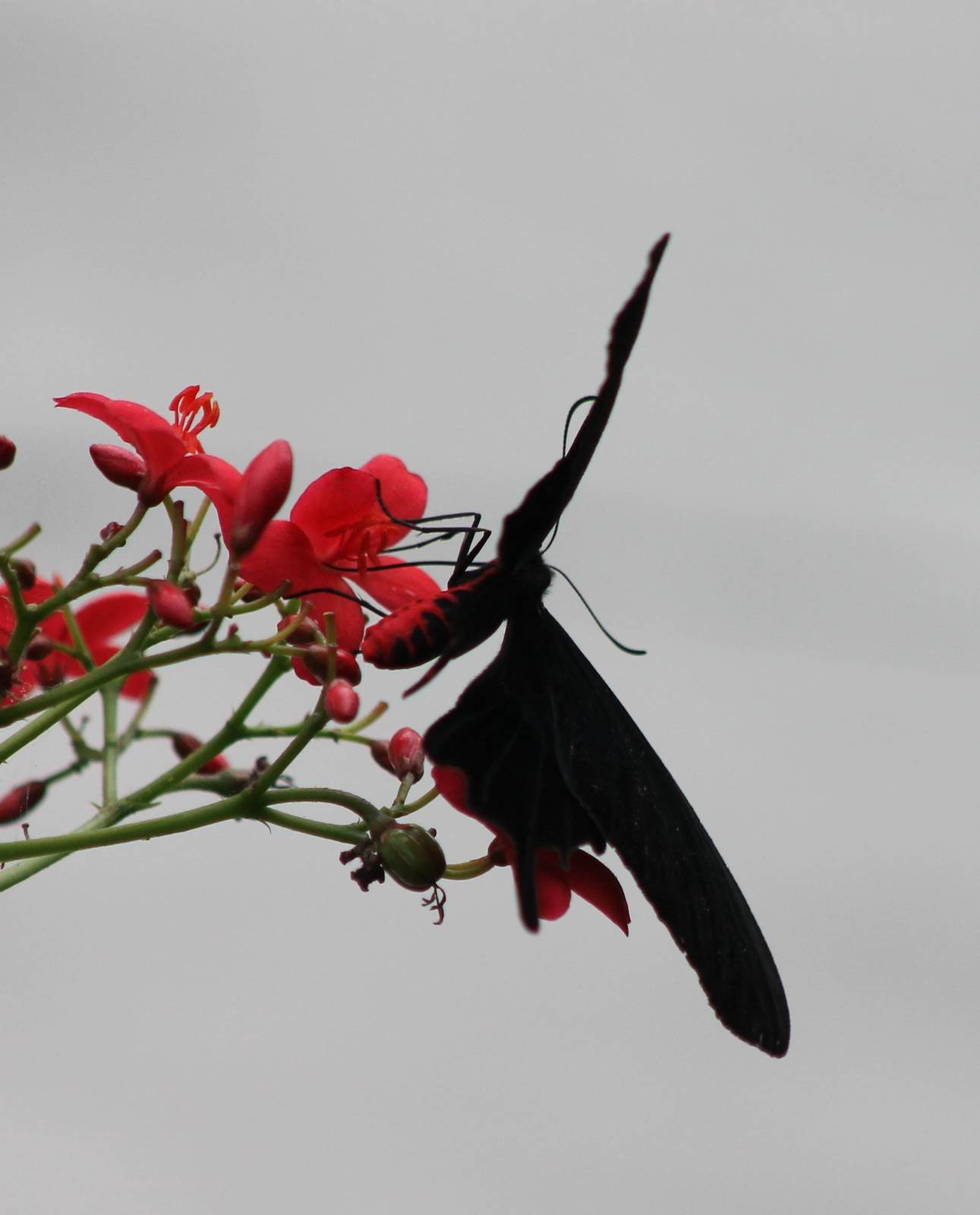 Atrophaneura kotzebuea