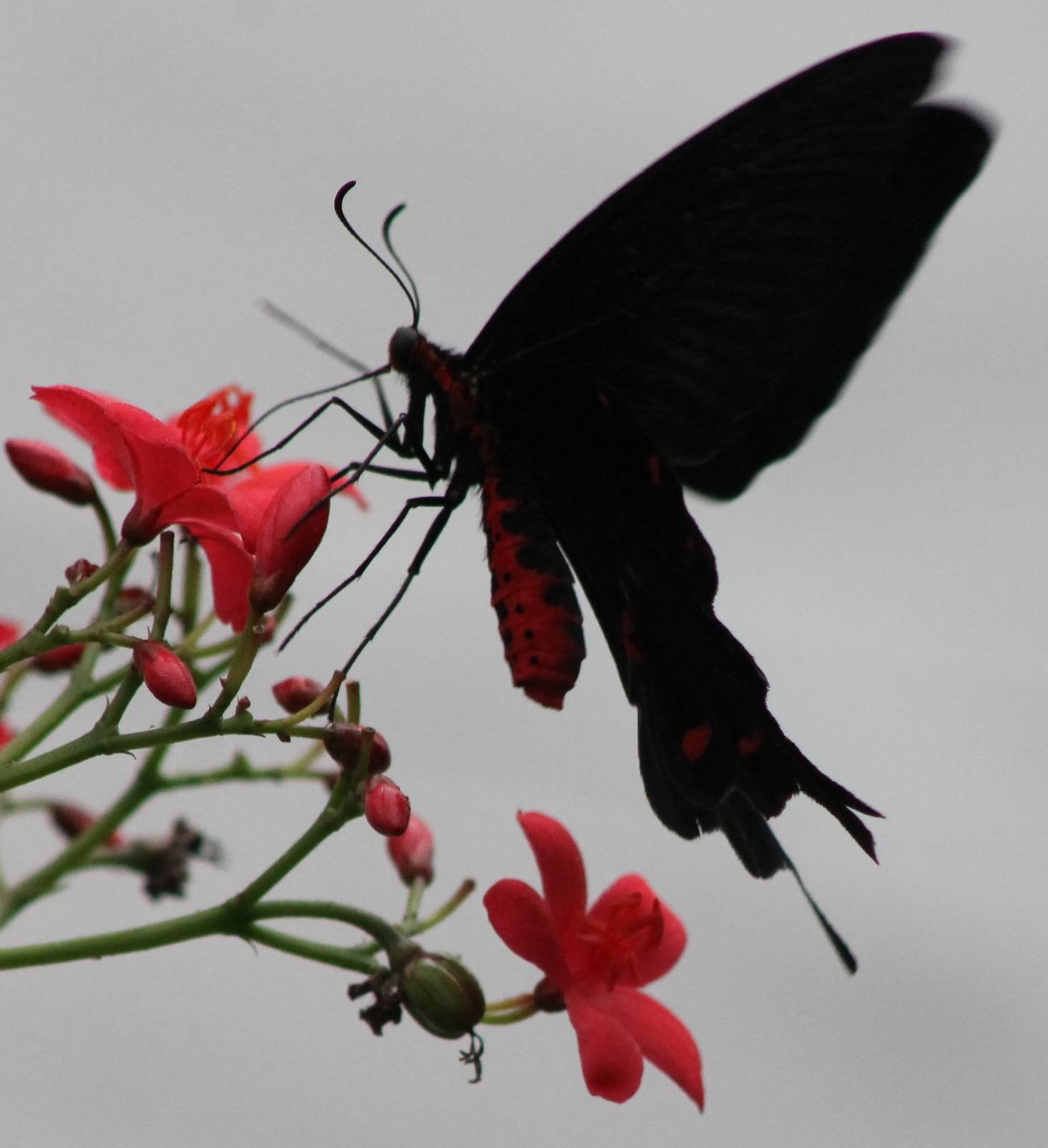 Atrophaneura kotzebuea
