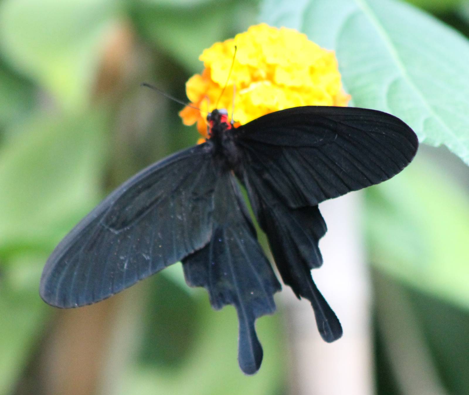 Atrophaneura kotzebuea