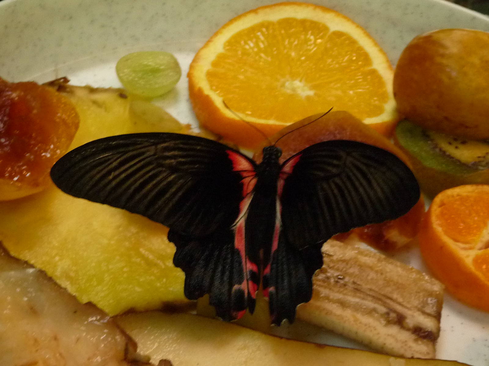 Atrophaneura polyeuctes