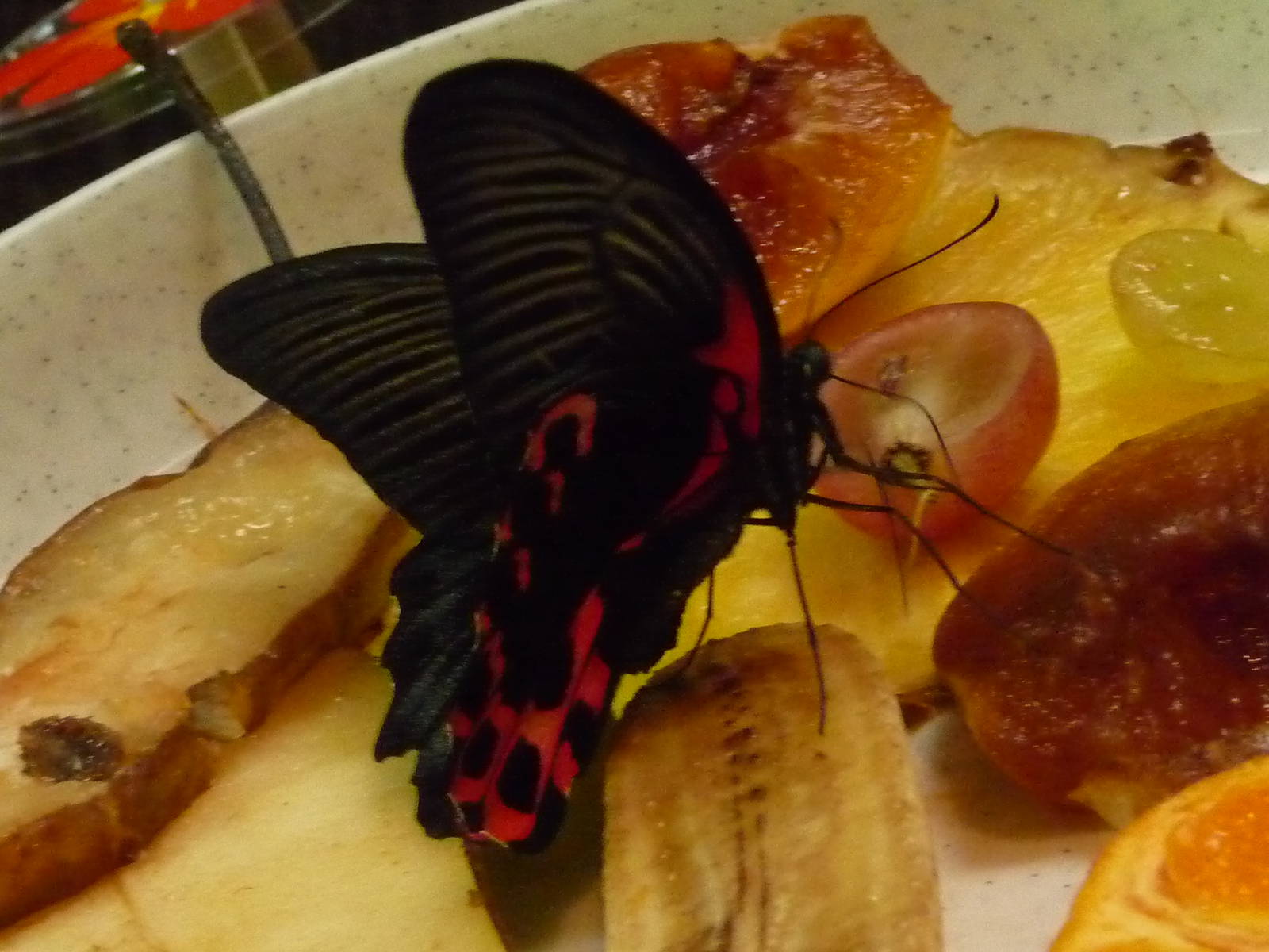 Atrophaneura polyeuctes