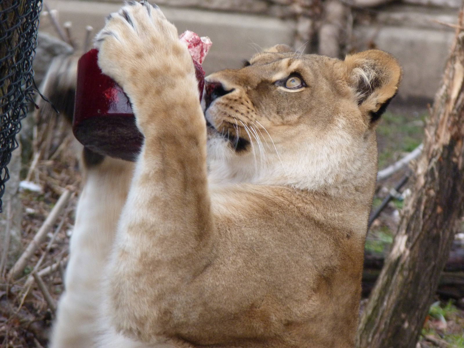 Attack of the Bloodsicle!