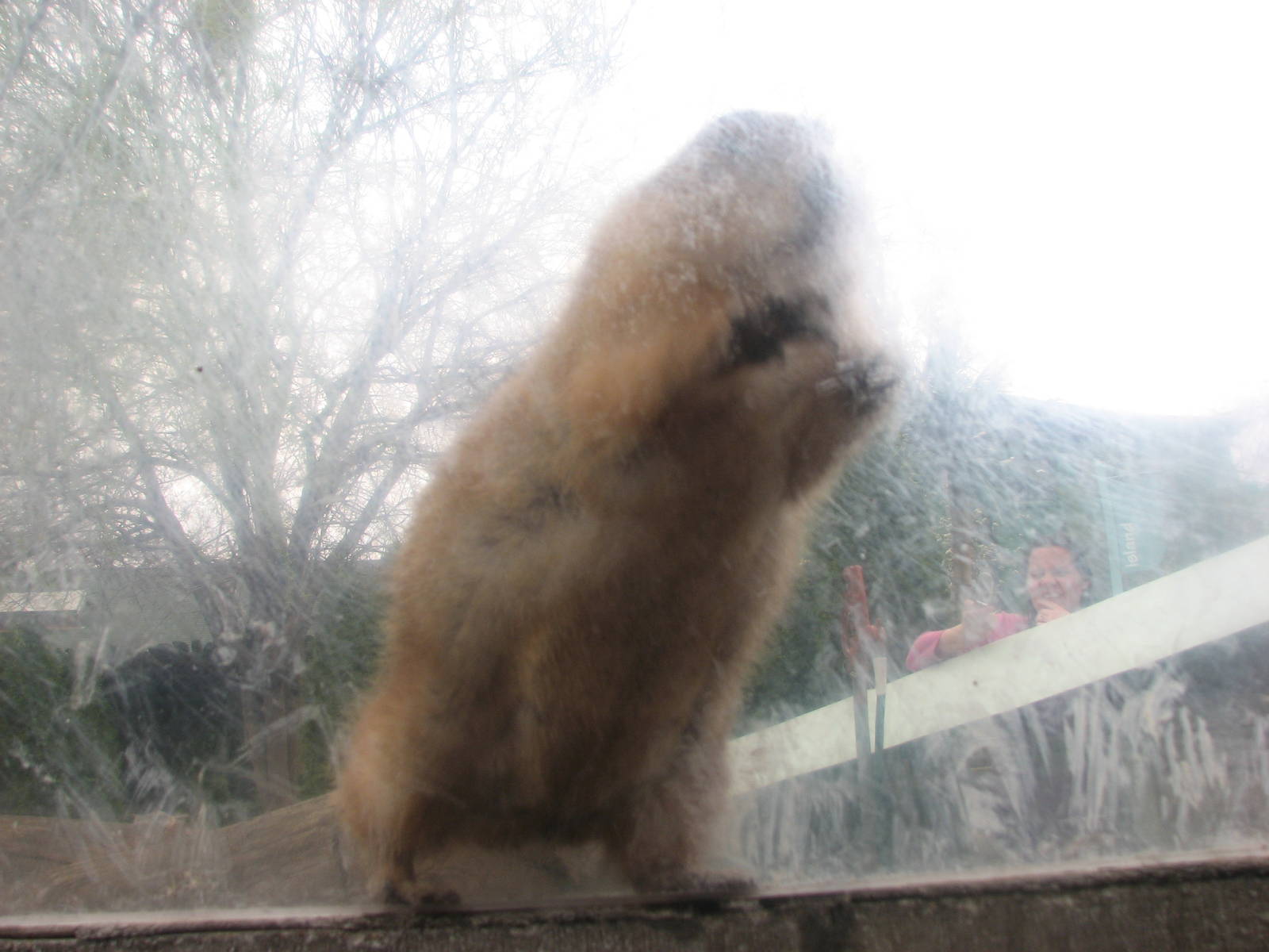 Attack of the Prairie Dog