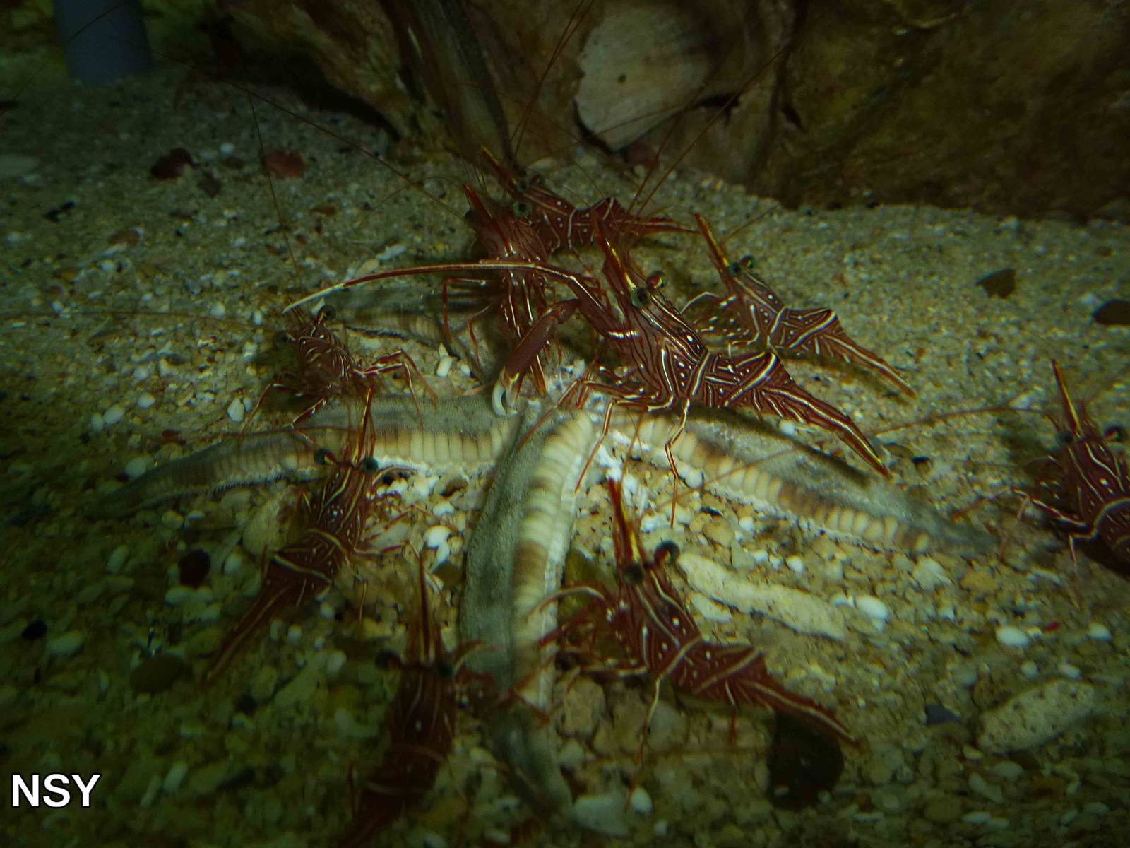 Attack of the shrimps, June 2013.