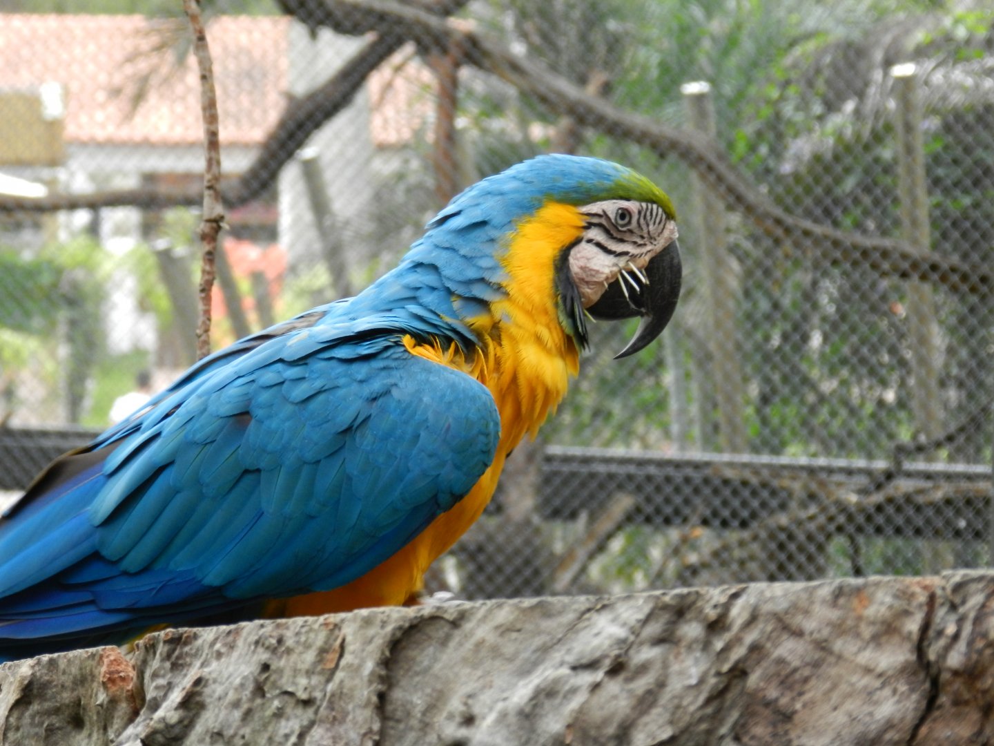 "Attacked" by a porcupine - BioParque do Rio