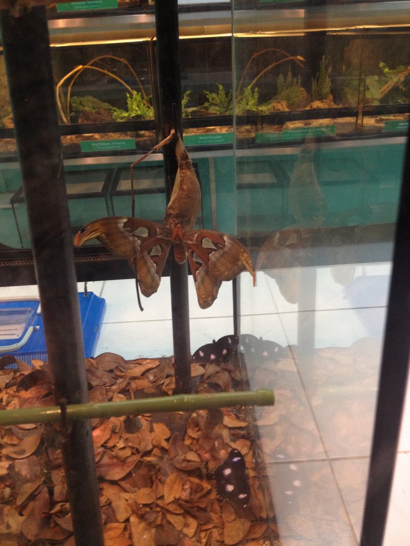 Attacus Atlas (Atlas moth) & Great Eggfly (Hypolimnas bolina)