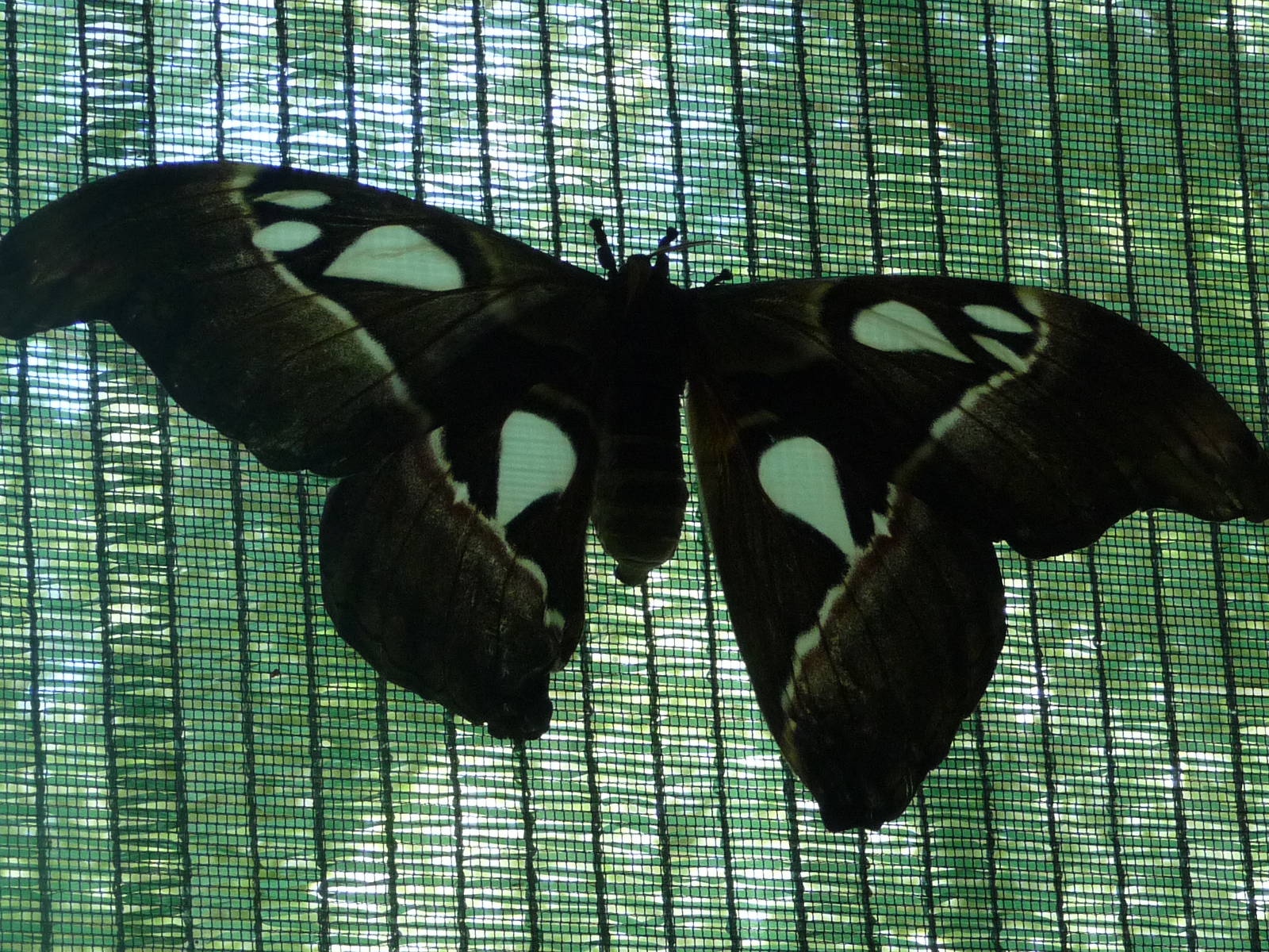 Attacus atlas