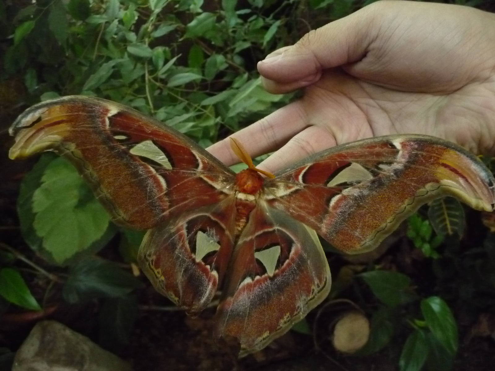 Attacus atlas