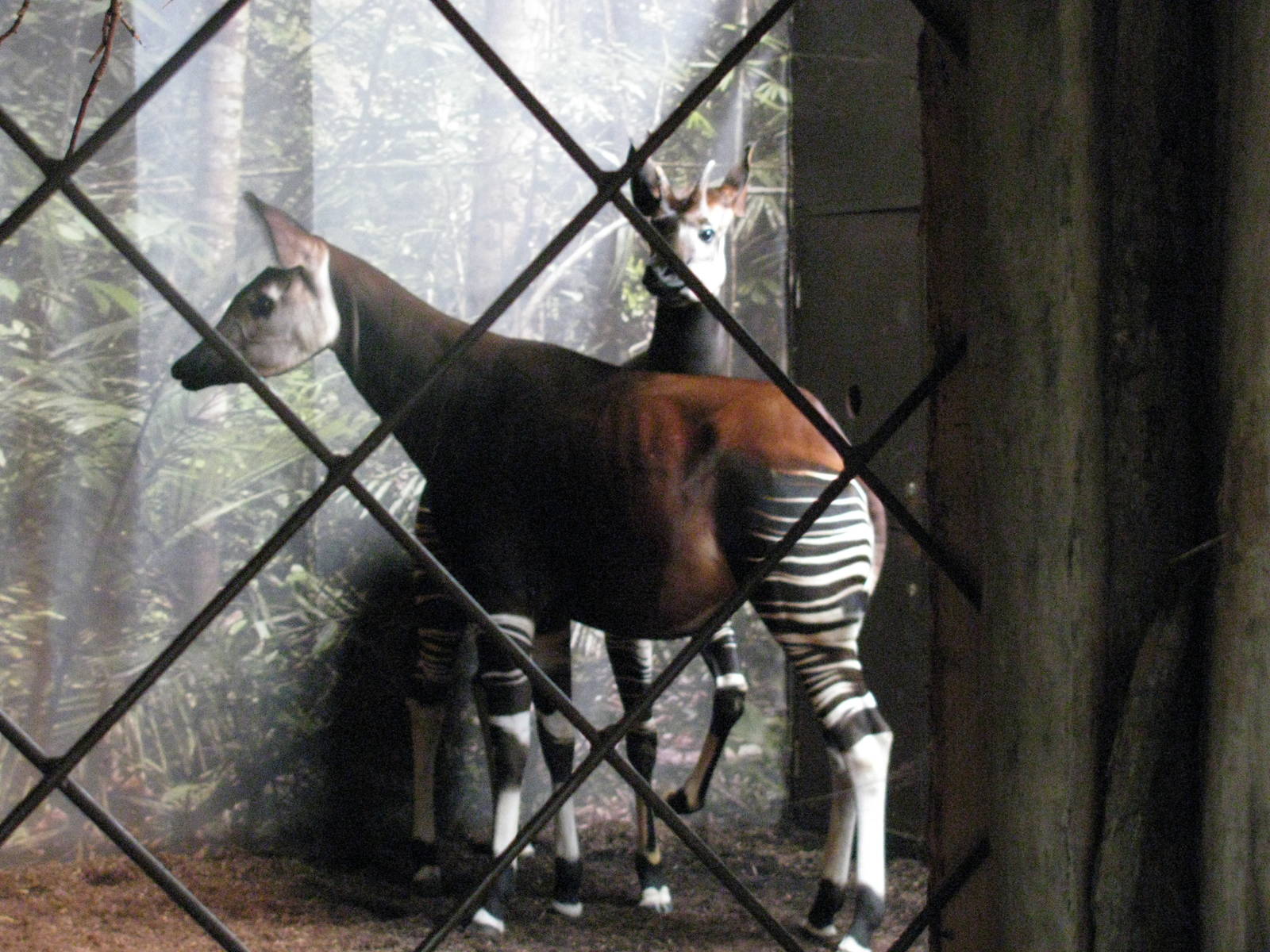Attempted Okapi Mating