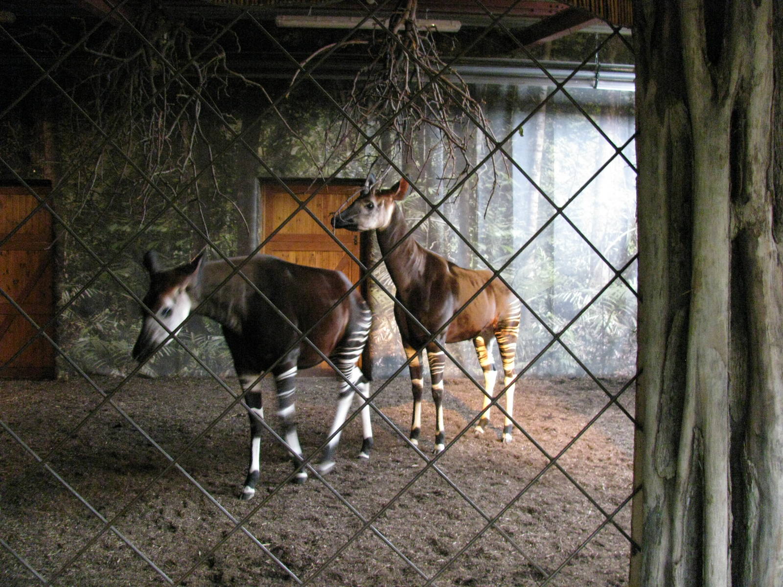 Attempted Okapi Mating