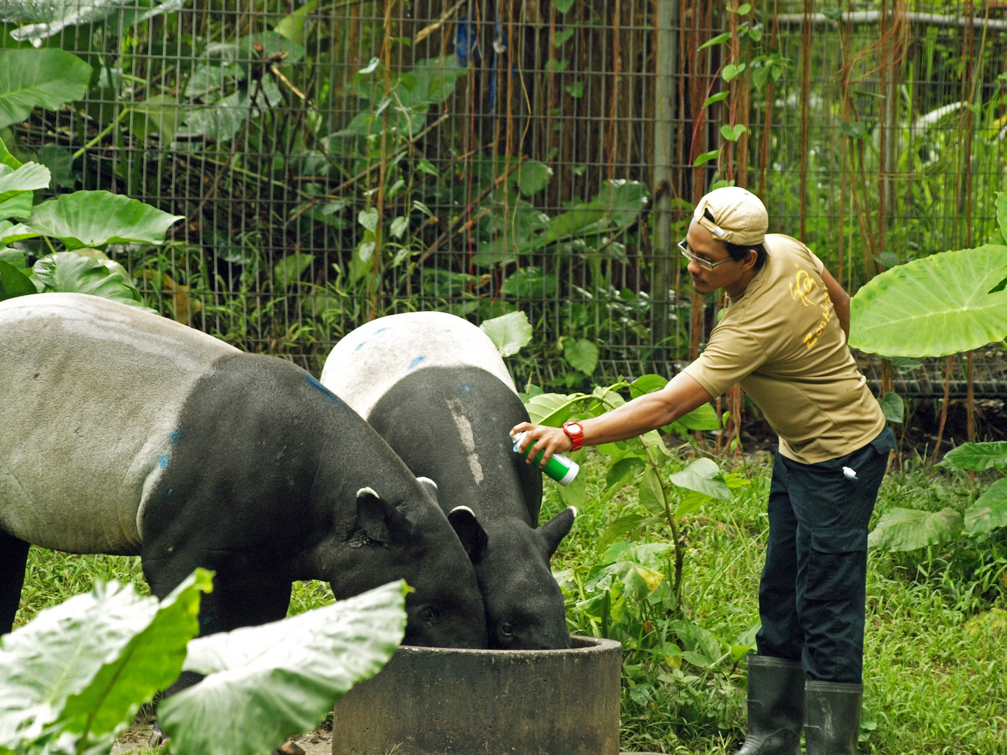 Attending to tapirs