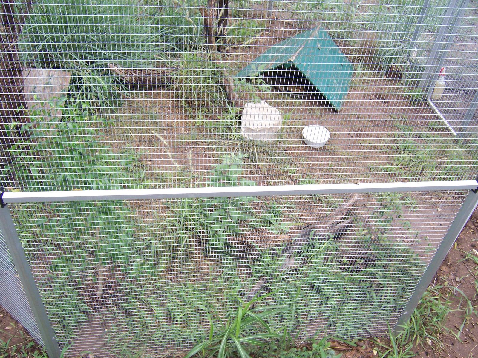 Attwater's Prairie Chicked